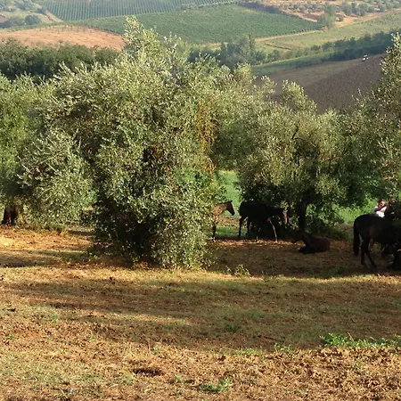 Κατάλυμα σε φάρμα Farina Castiglione del Lago