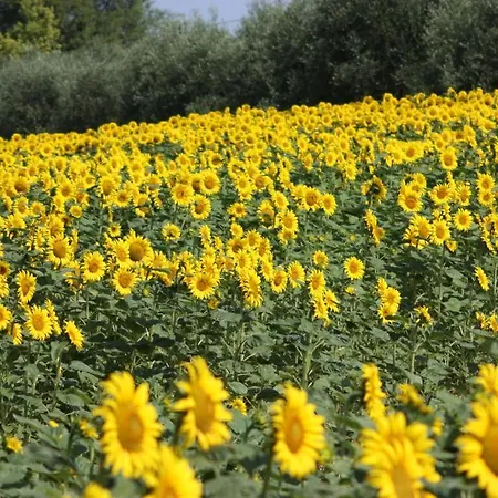 Farina Κατάλυμα σε φάρμα Castiglione del Lago