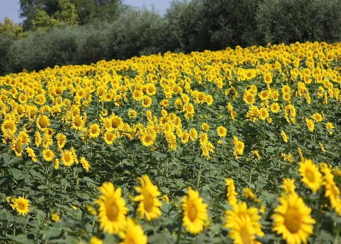 Farina Farmház Castiglione del Lago